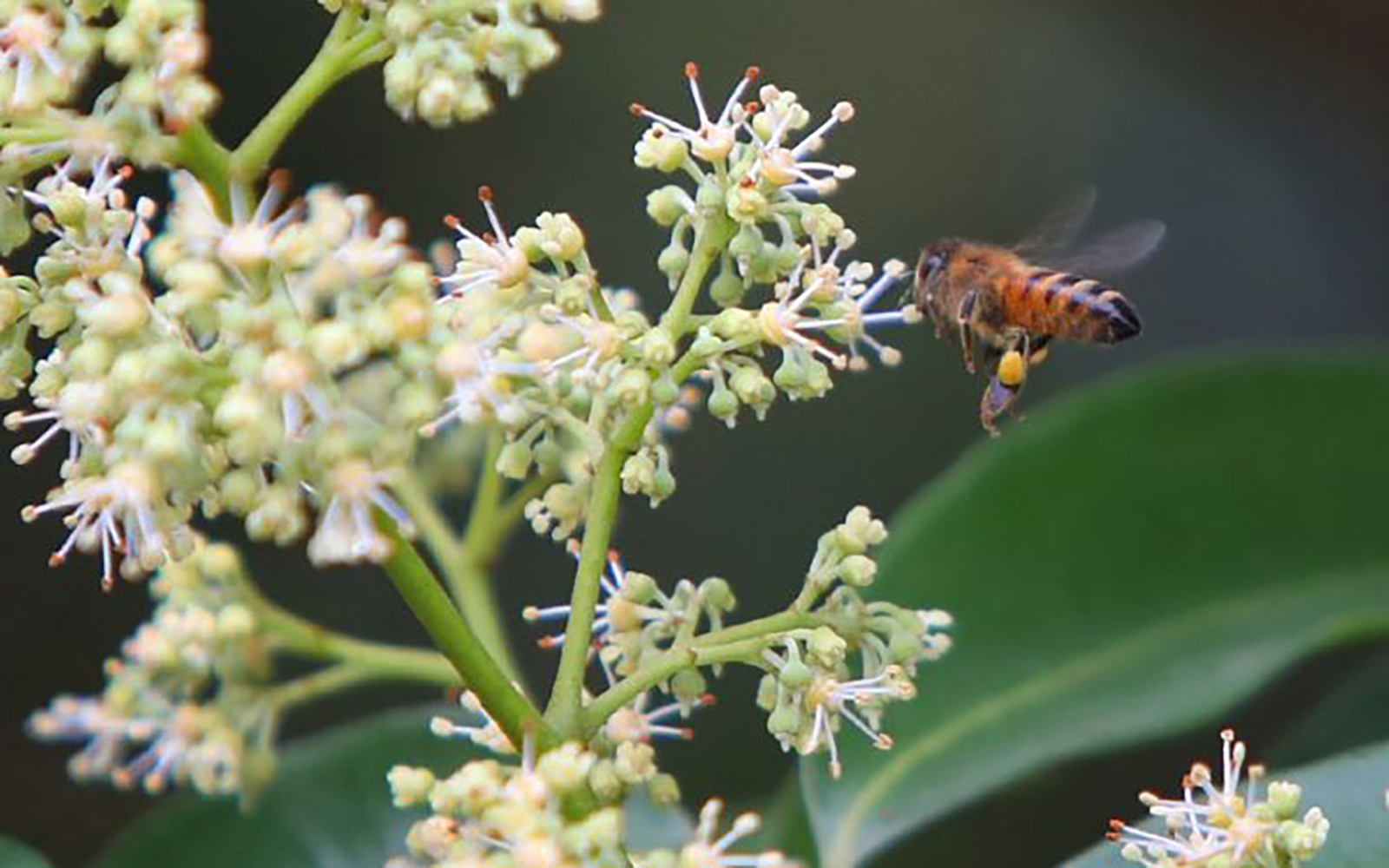 Ong mật lấy mật hoa vải