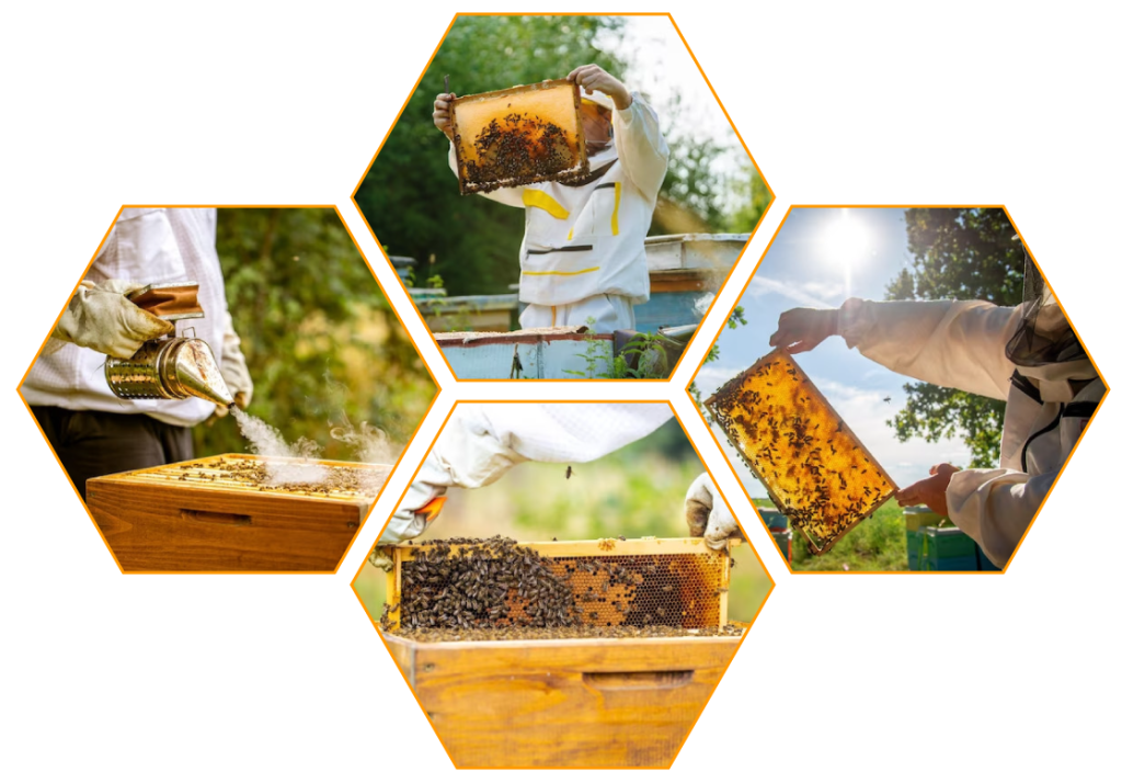 Trang trại mật ong Doanh Hà - Tỉnh Phú Thọ