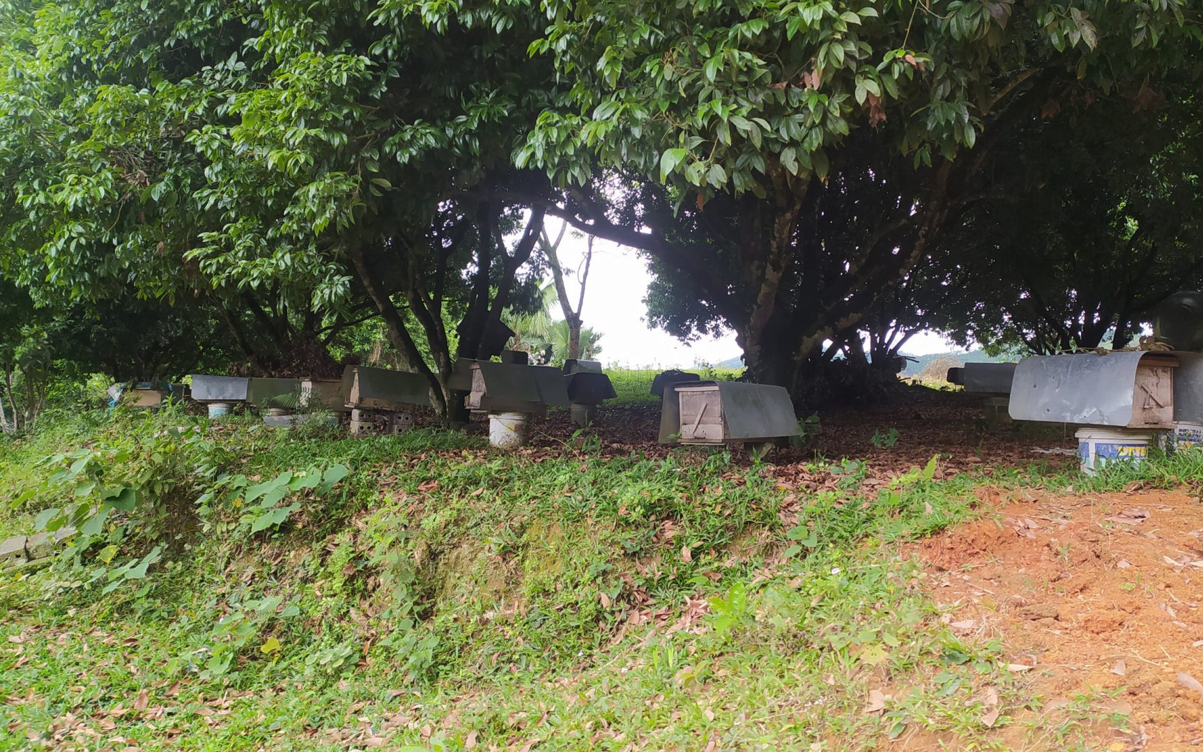 Trang trại mật ong Doanh Hà