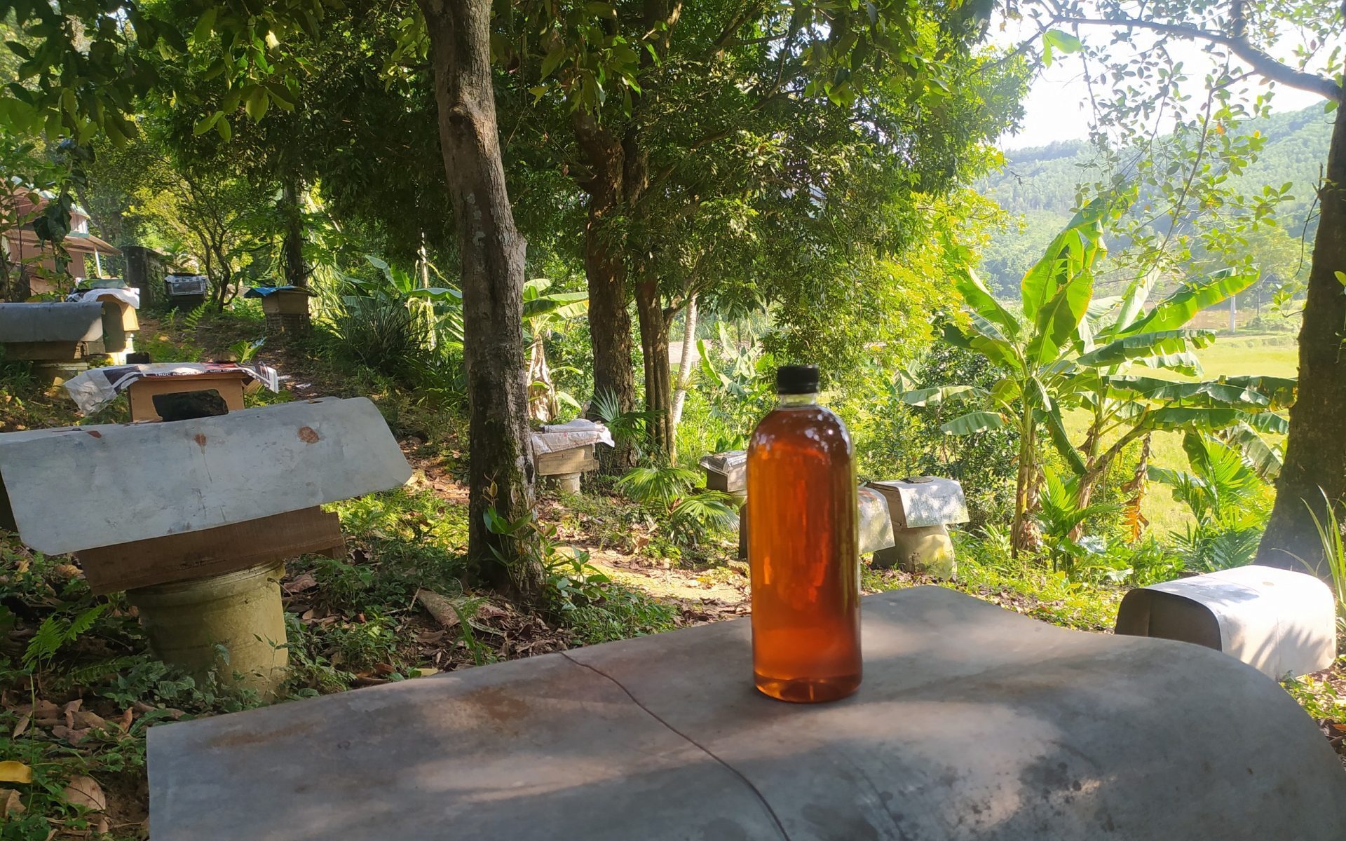 Ảnh vụ lấy mật ong tại trang trại