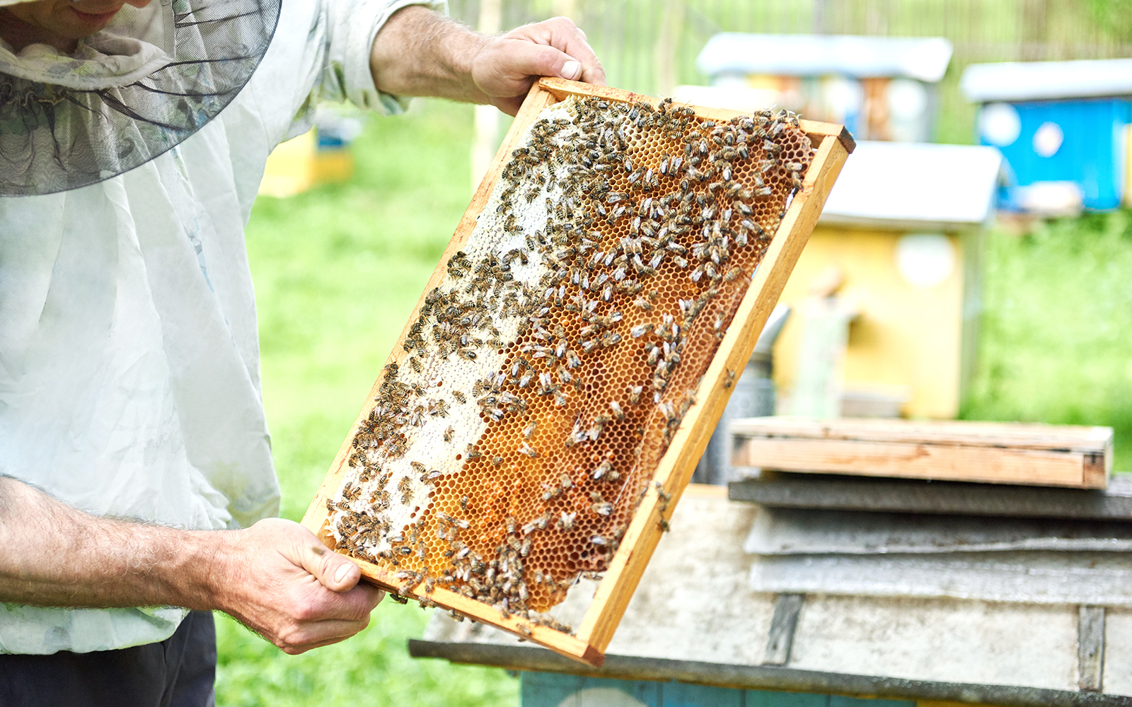 Lây mật ong mới ngày 6-8-2024