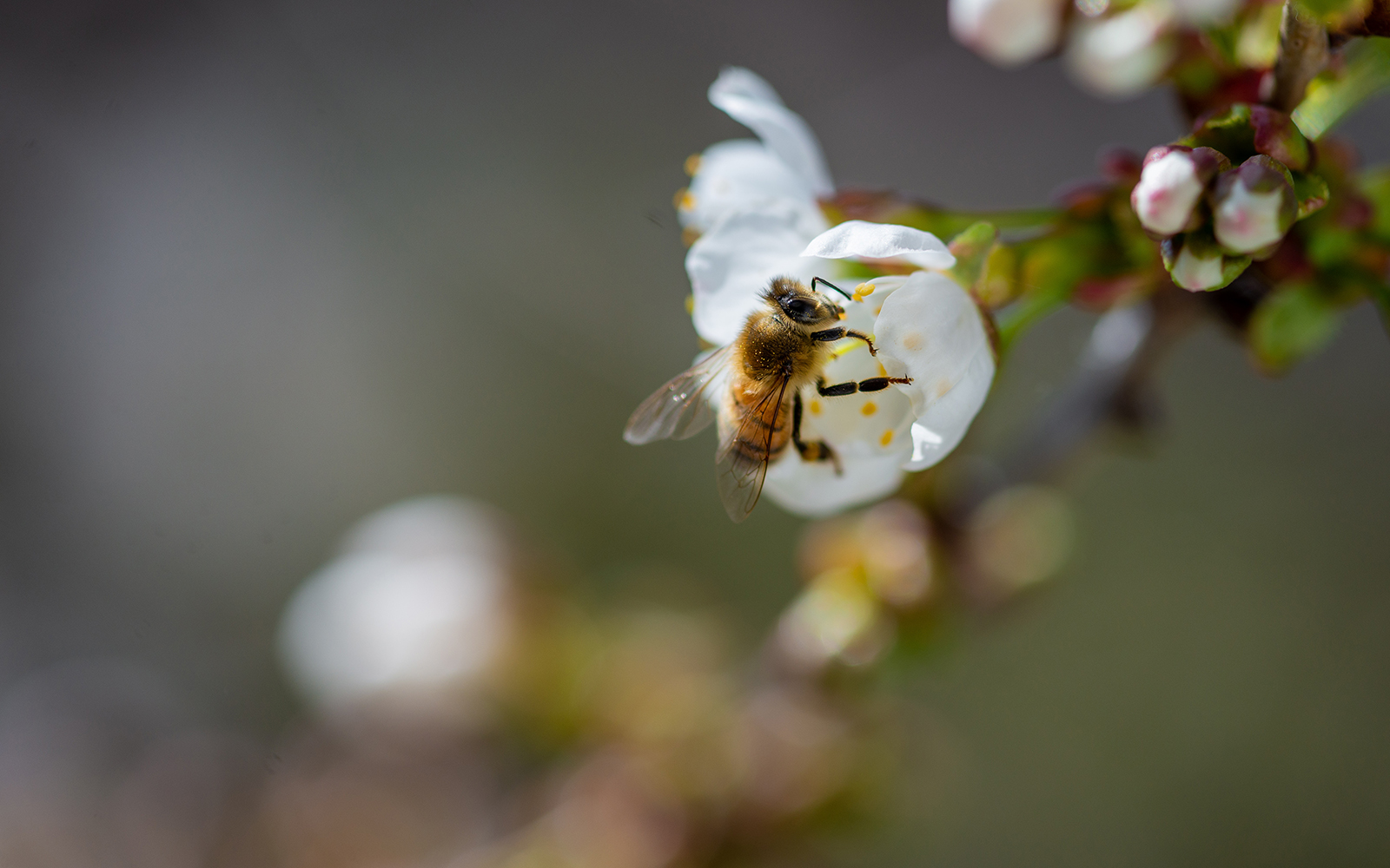 Ong đi lấy mật ong hoa rừng