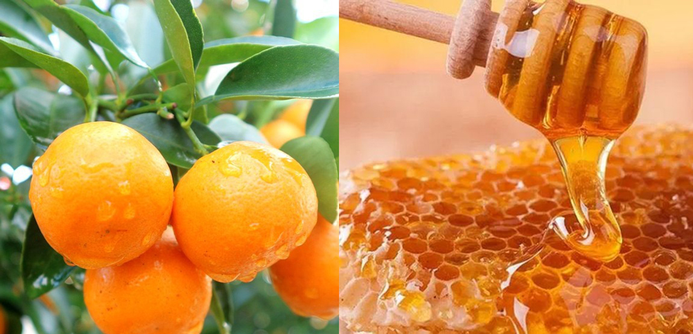 Cách Làm Quất Hấp Mật Ong Trị Ho Cho Bà Bầu