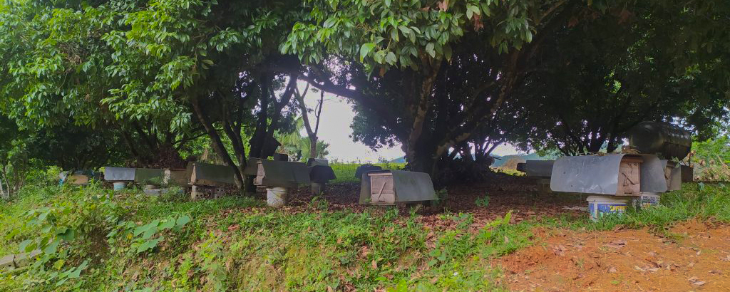 Mật ong hoa vải trang trại mật ong doanh hà